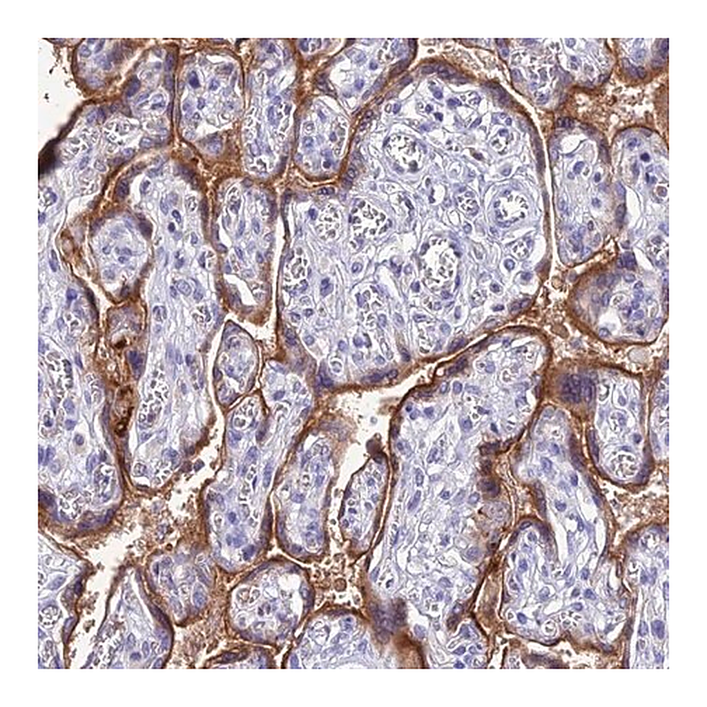 Merck Anti-FGF7 antibody produced in rabbit