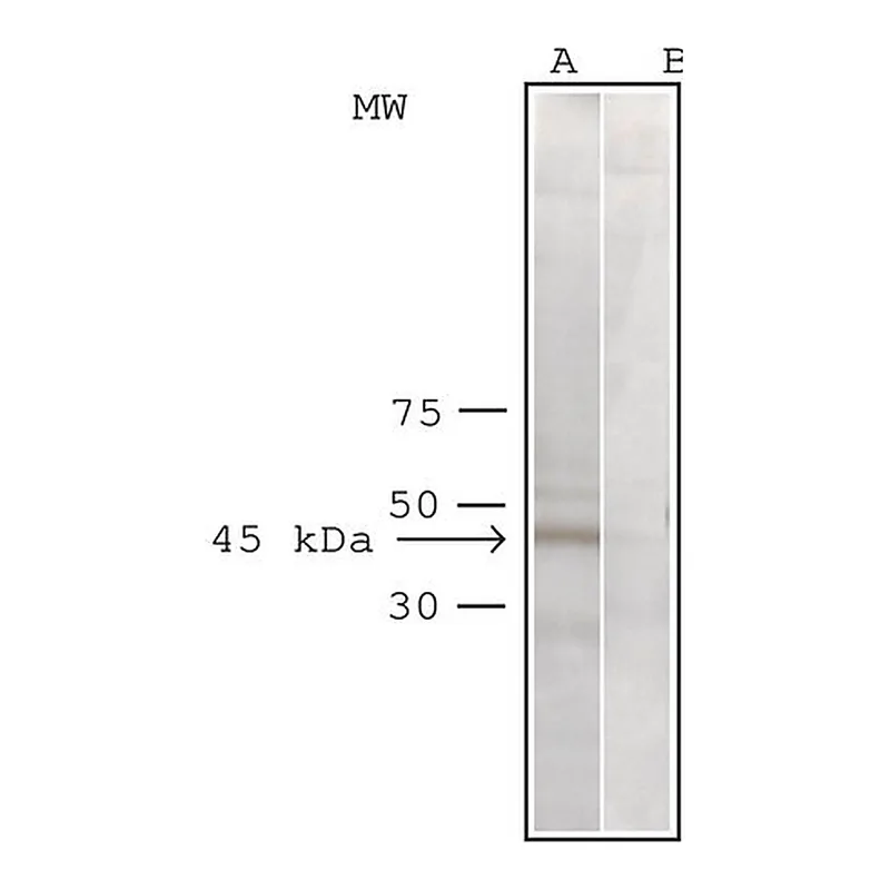 Merck Anti-Arp1alpha/Centractin antibody produced in rabbit