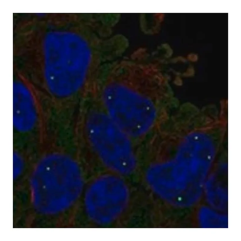 Merck Anti-SMN1 antibody produced in rabbit
