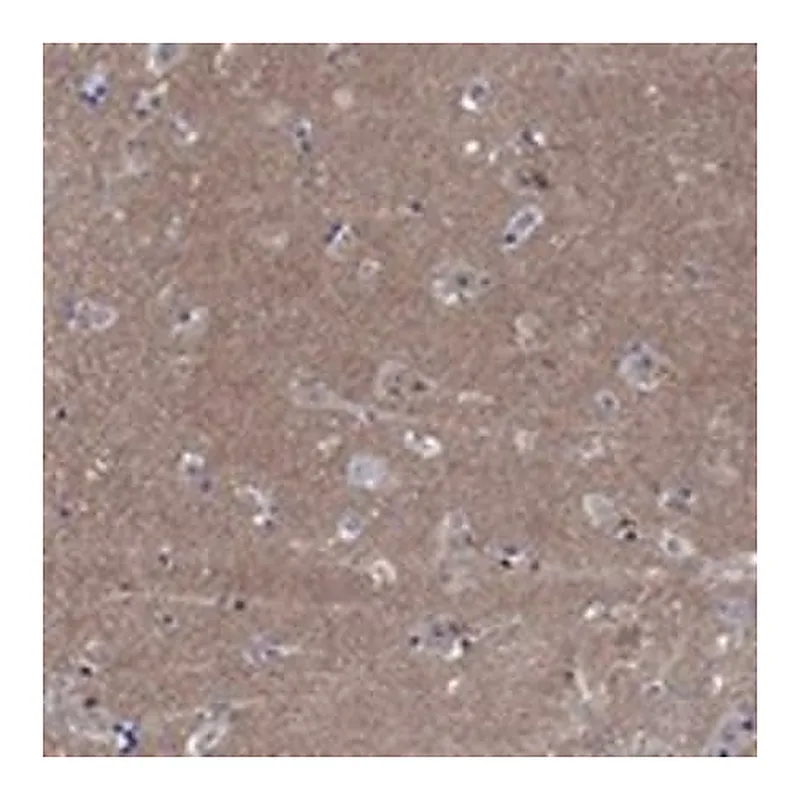Merck Anti-CPNE6 antibody produced in rabbit