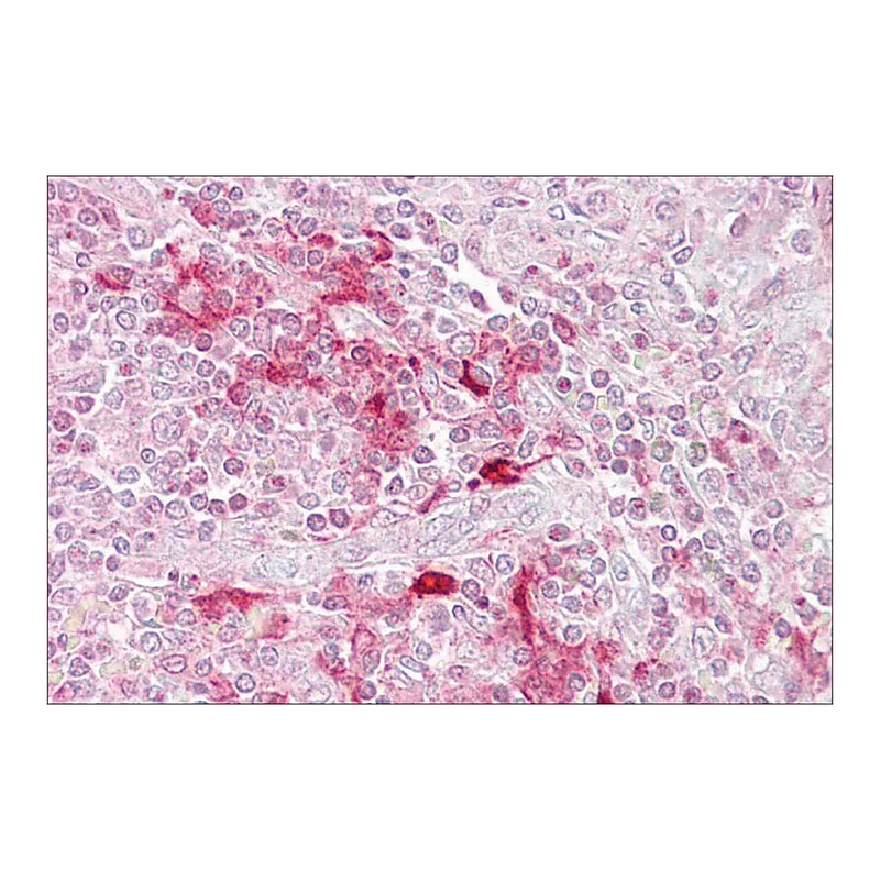 Merck Anti-ETV5 (AB1) antibody produced in rabbit