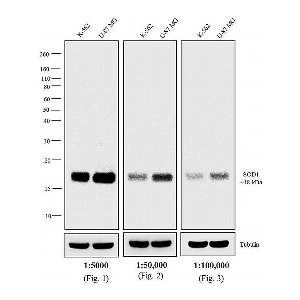 Thermo Fisher Scientific Goat anti-Mouse IgG F(ab`)2 Secondary Antibody, Biotin