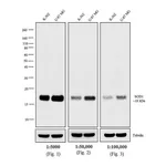 Thermo Fisher Scientific Goat anti-Mouse IgG F(ab`)2 Secondary Antibody, Biotin