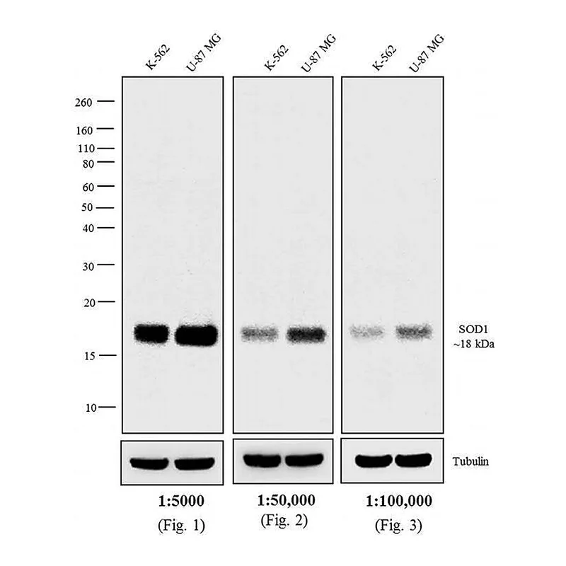 Thermo Fisher Scientific Goat anti-Mouse IgG F(ab`)2 Secondary Antibody, Biotin