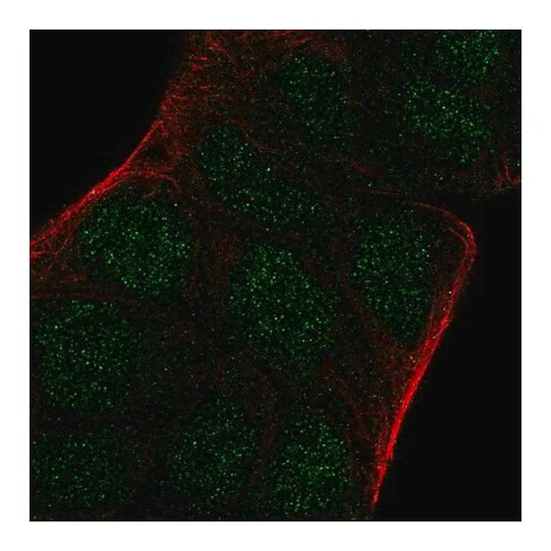 Merck Anti-ARNT2 antibody produced in rabbit