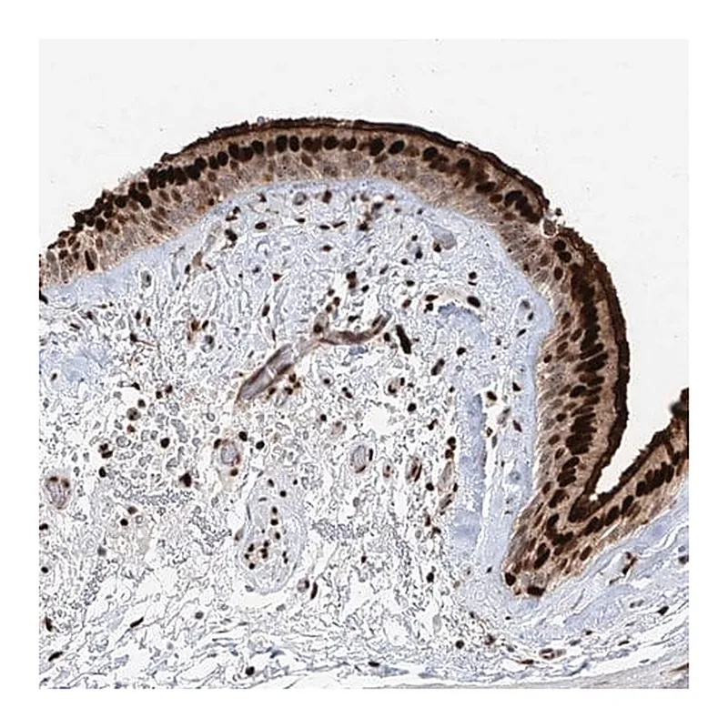 Merck Anti-DZIP1L antibody produced in rabbit
