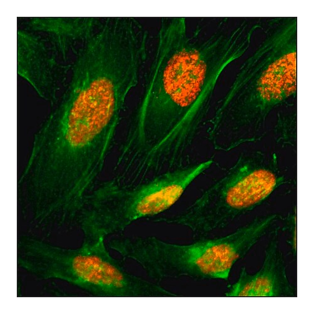 Merck Anti-Histone H4 antibody, Rabbit monoclonal