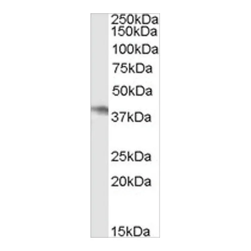 Merck Anti-NCF4/P40PHOX antibody produced in goat