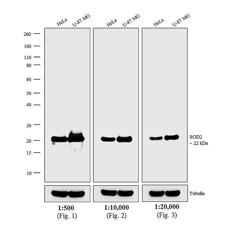 Thermo Fisher Scientific Donkey anti-Mouse IgG (H+L) Highly Cross-Adsorbed Secondary Antibody, HRP