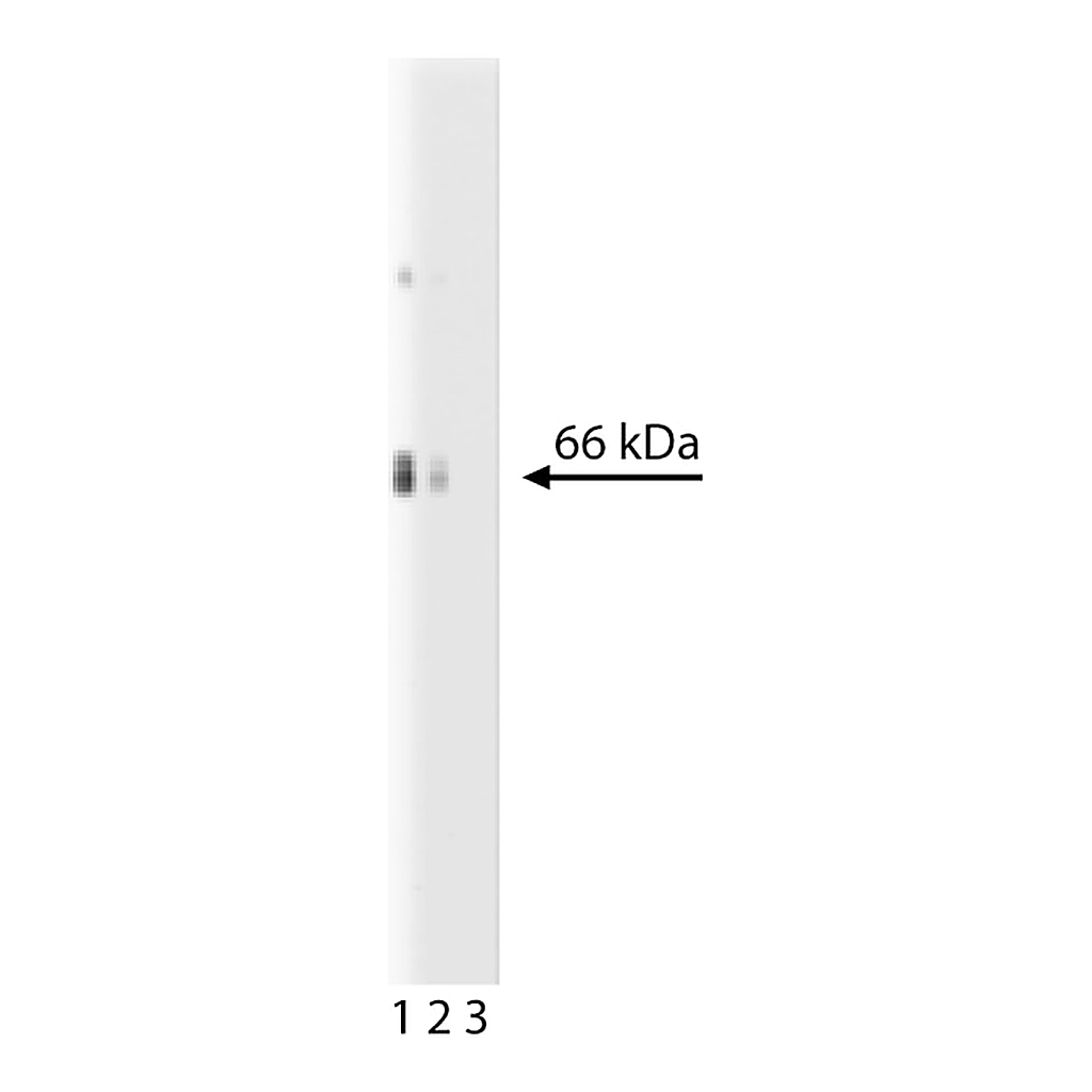 BD Purified Mouse Anti-Rat EAAT2