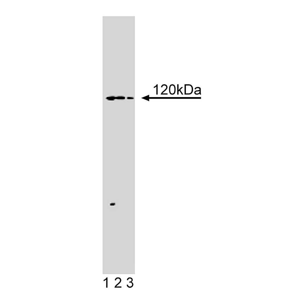 BD Purified Mouse Anti-Hip1R