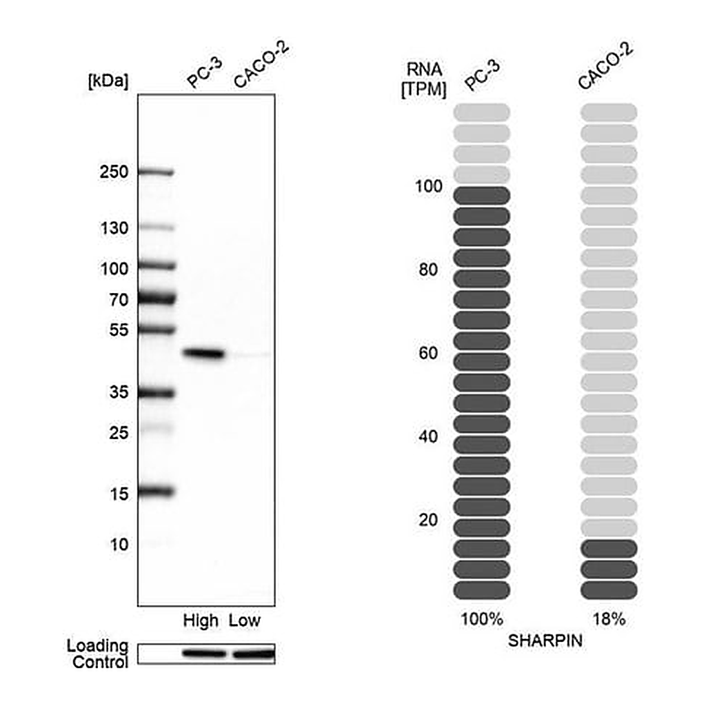 Merck Anti-SHARPIN antibody produced in rabbit