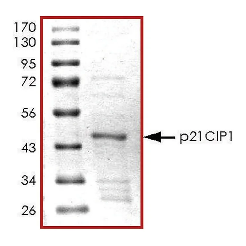 Merck p21CIP1, GST tagged human