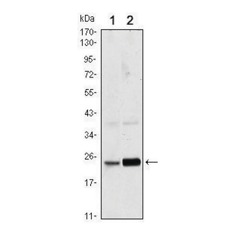 Merck Monoclonal Anti-RAB10 antibody produced in mouse