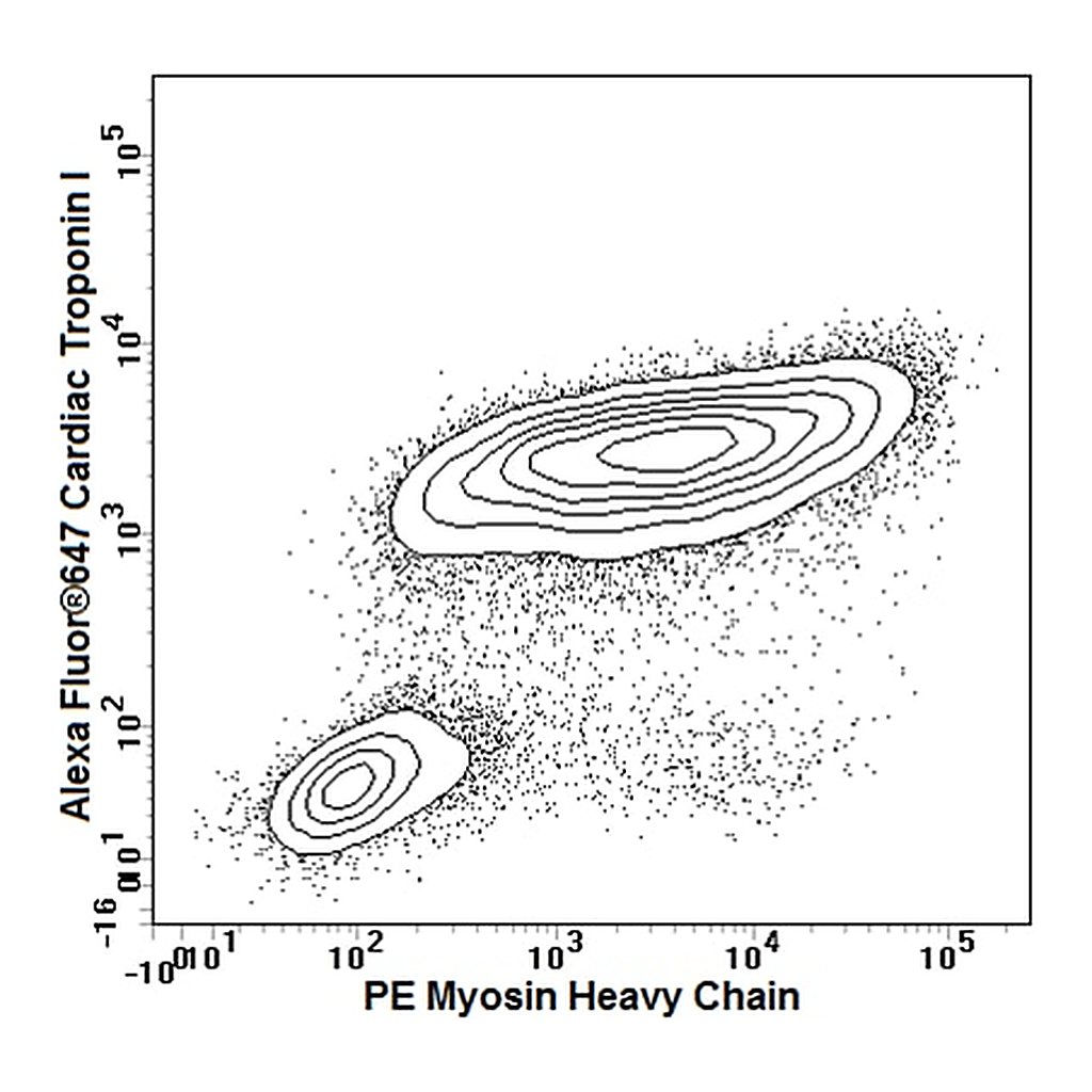 BD PE Mouse Anti-Myosin Heavy Chain