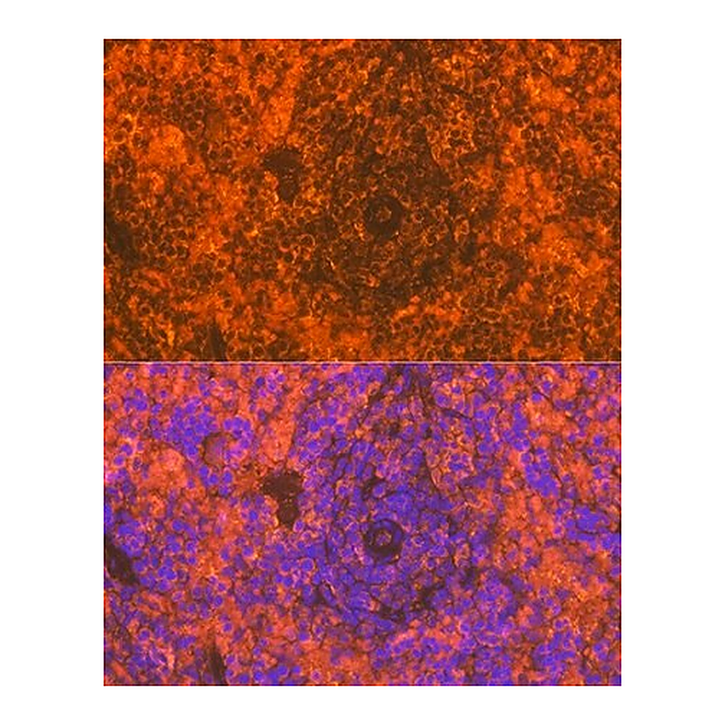 Merck Anti-CD83 antibody produced in rabbit