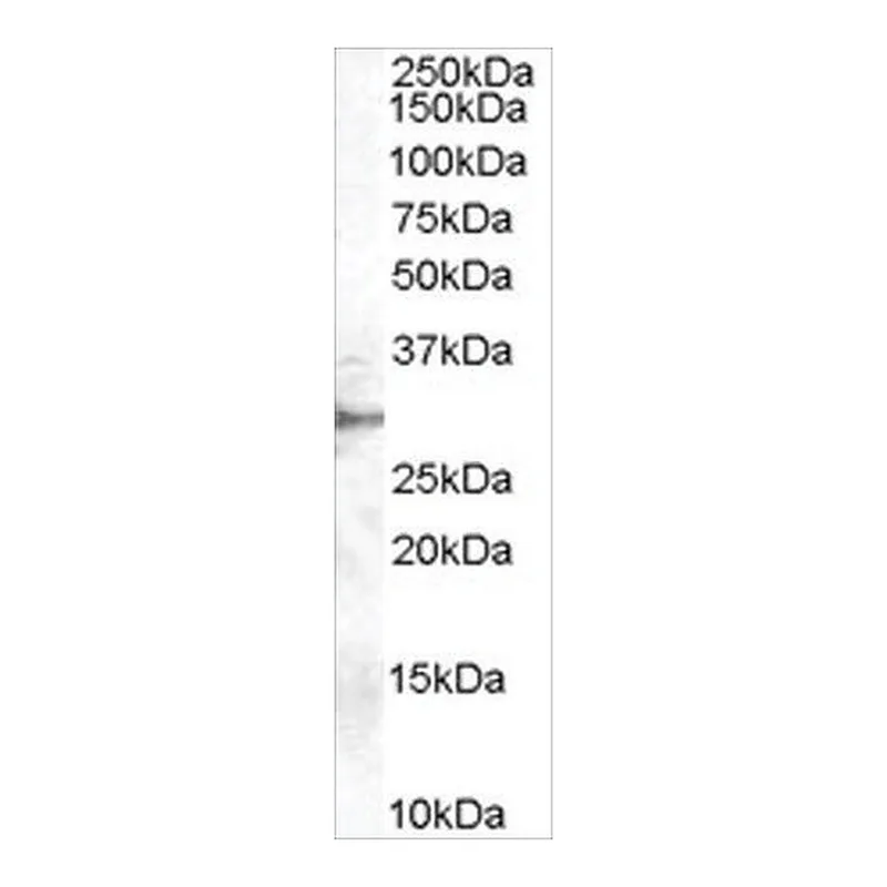 Merck Anti-DDAH2 antibody produced in goat