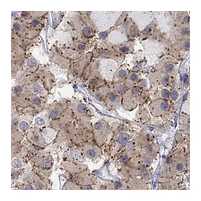 Merck Anti-CNR1 antibody produced in rabbit