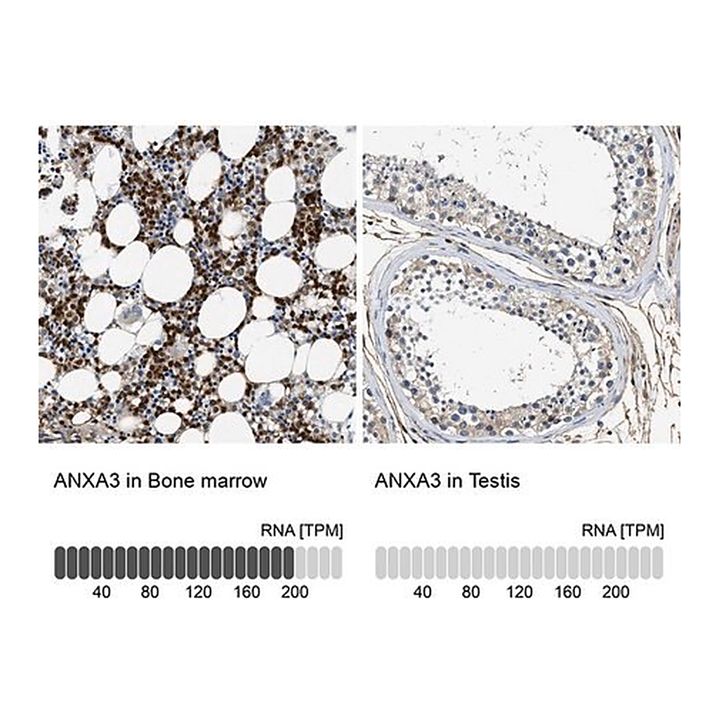 Merck Anti-ANXA3 antibody produced in rabbit