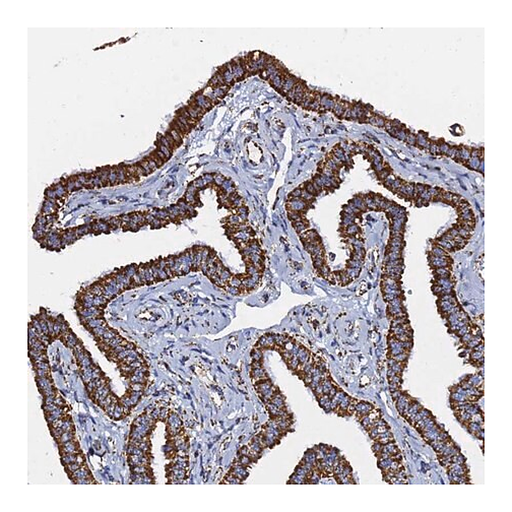Merck Anti-PHB2 antibody produced in rabbit