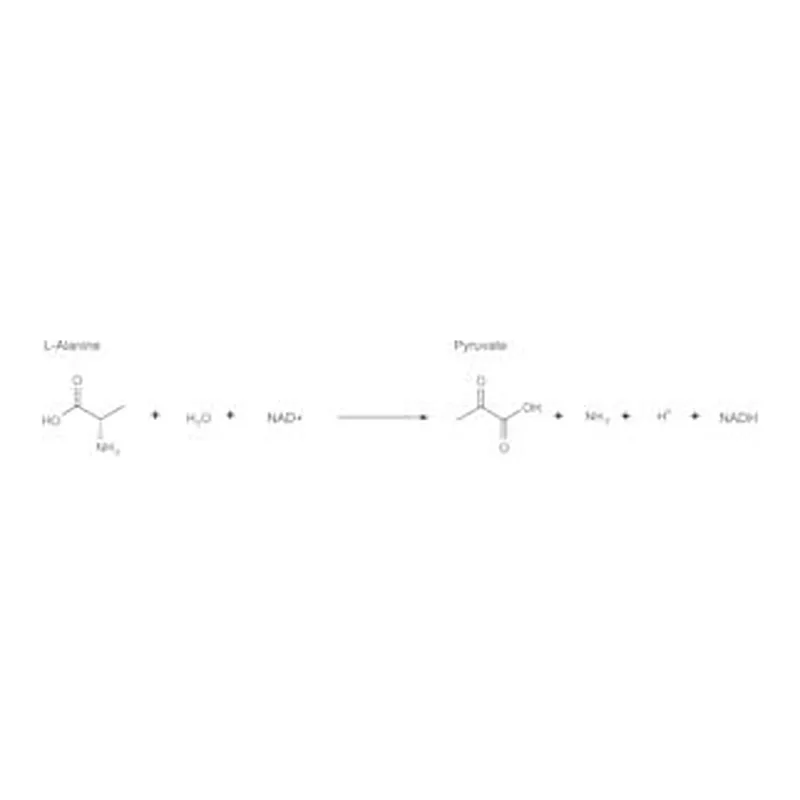 Merck L-ALANINE DEHYDROGENASE FROM BACILLUS SU