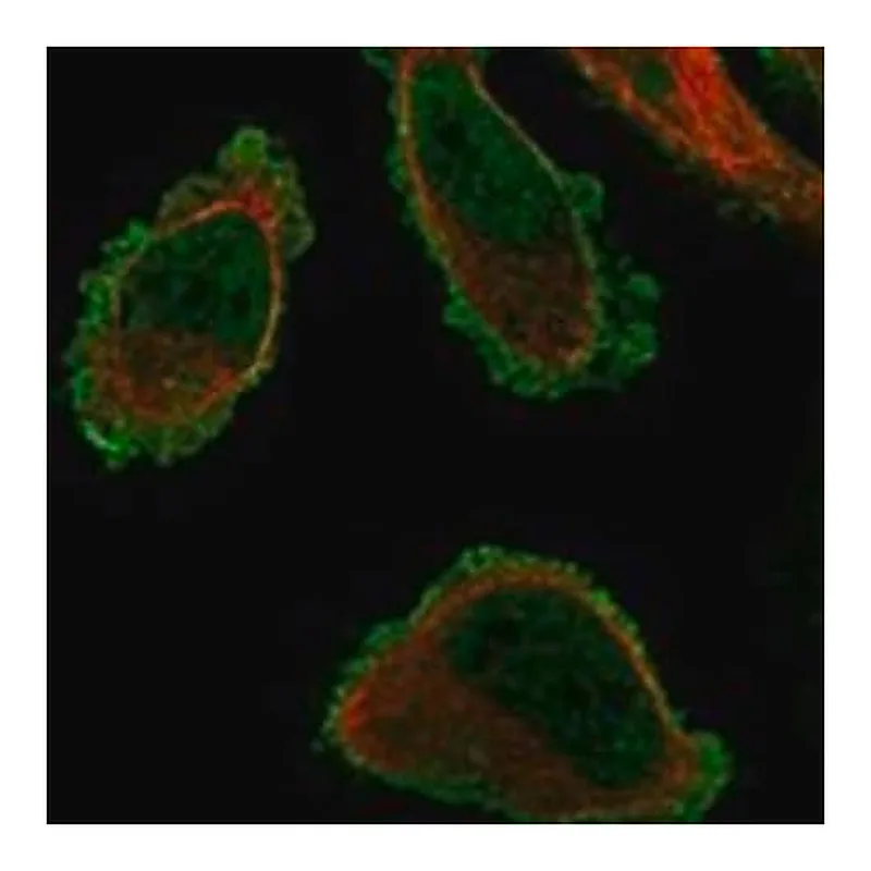 Merck Anti-TMEM101 antibody produced in rabbit