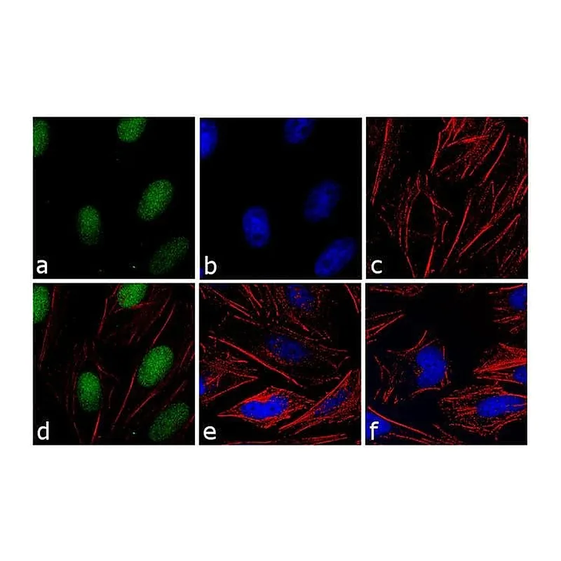 Thermo Fisher Scientific F(ab`)2-Goat anti-Rabbit IgG (H+L) Secondary Antibody, FITC