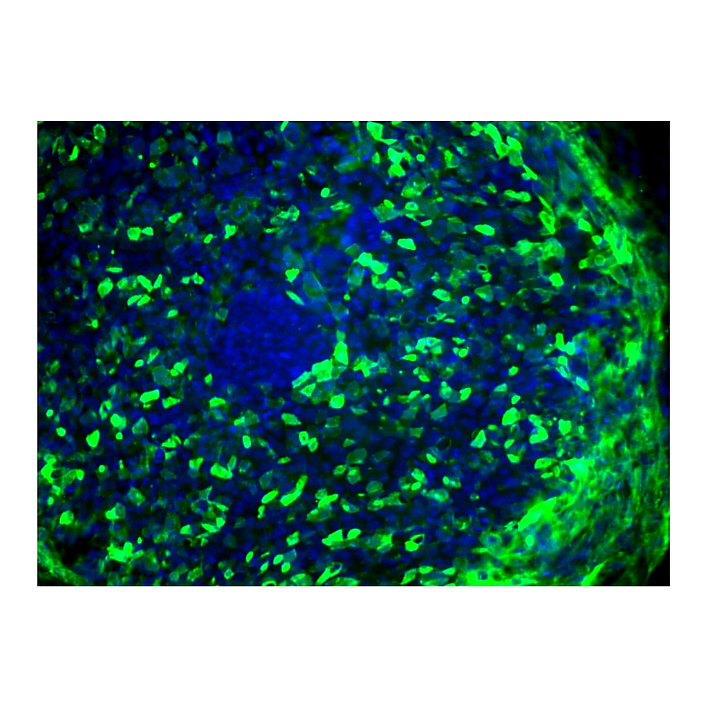 BD Alexa Fluor® 647 Mouse anti-Human TRA-1-60 Antigen