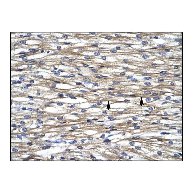 Merck Anti-INSM1 antibody produced in rabbit