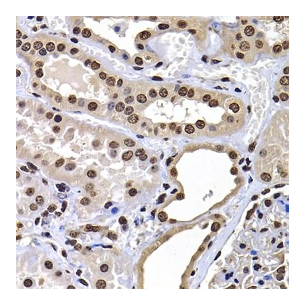 Merck Anti- macroH2A.1 antibody produced in rabbit