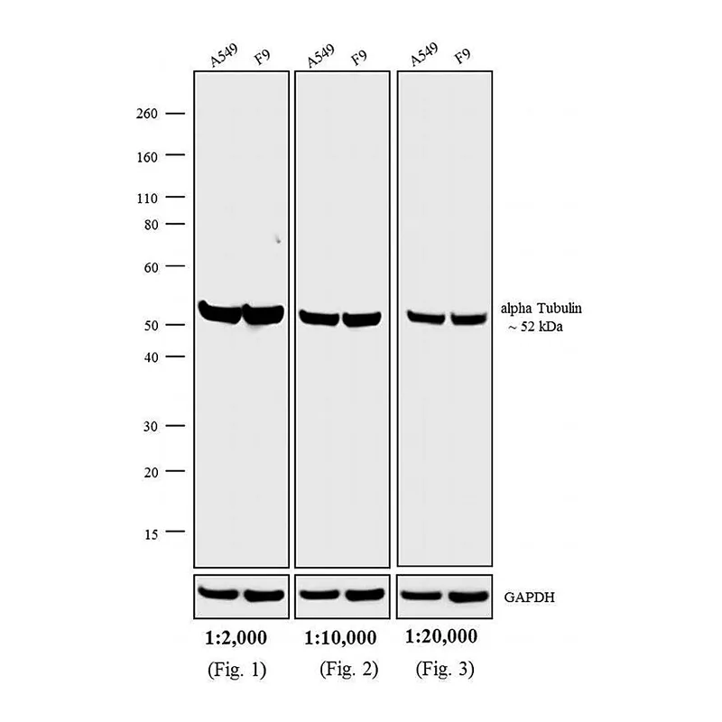 Thermo Fisher Scientific Goat anti-Rat IgG (H+L) Cross-Adsorbed Secondary Antibody, AP