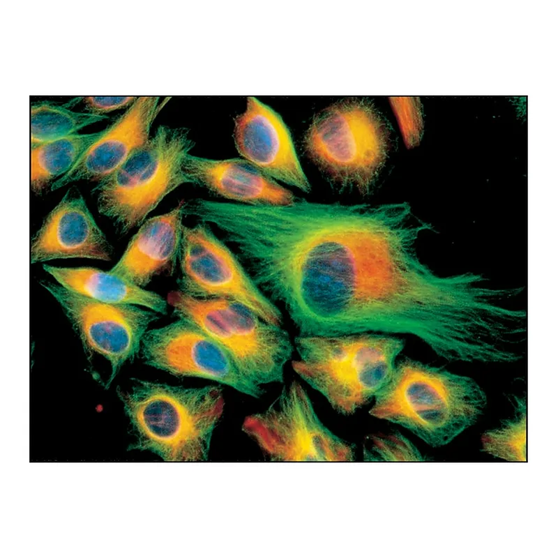 Merck Monoclonal Anti-Cytokeratin, pan antibody produced in mouse