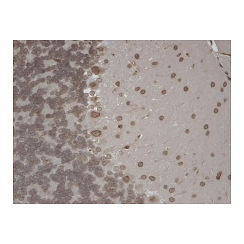 Merck Monoclonal Anti-TRPM7 antibody produced in mouse