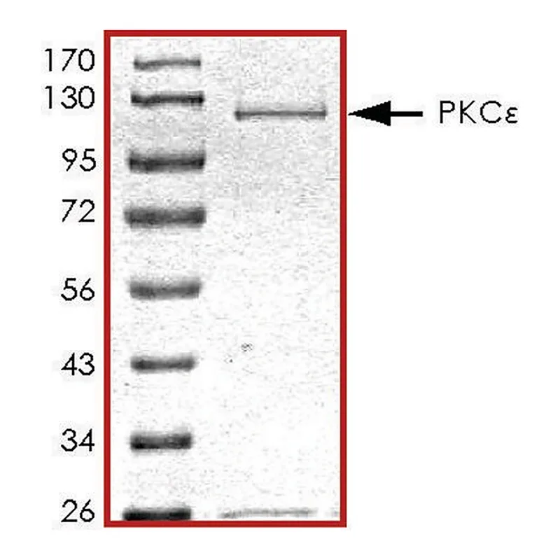 Merck PKC epsilon , active, GST tagged human