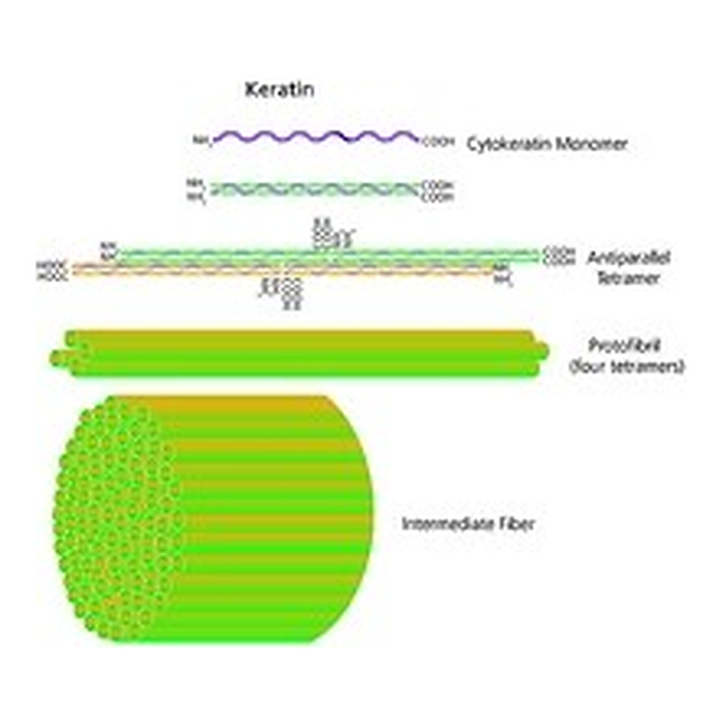 Merck KERATIN FROM HUMAN EPIDERMIS