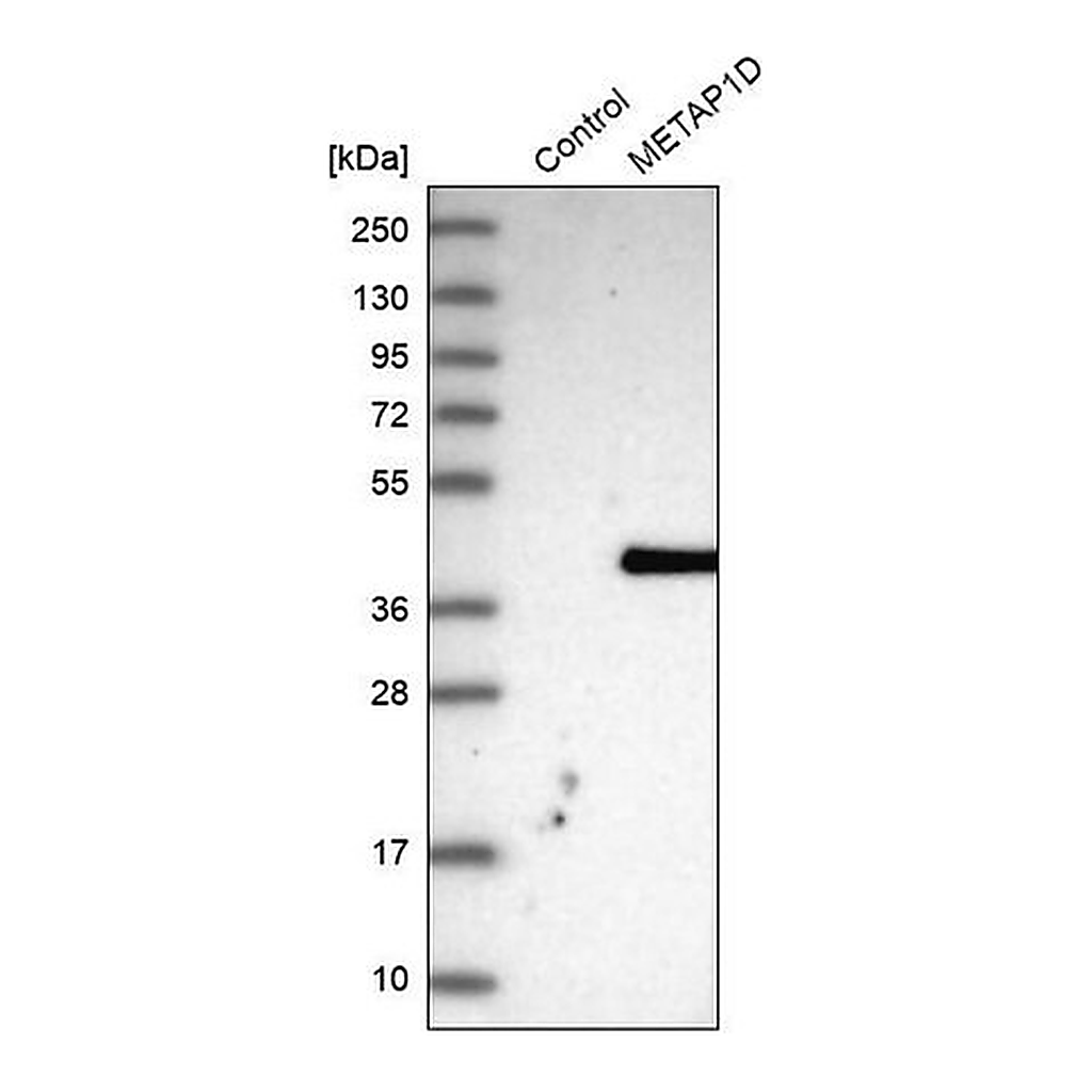 Merck Anti-METAP1D antibody produced in rabbit