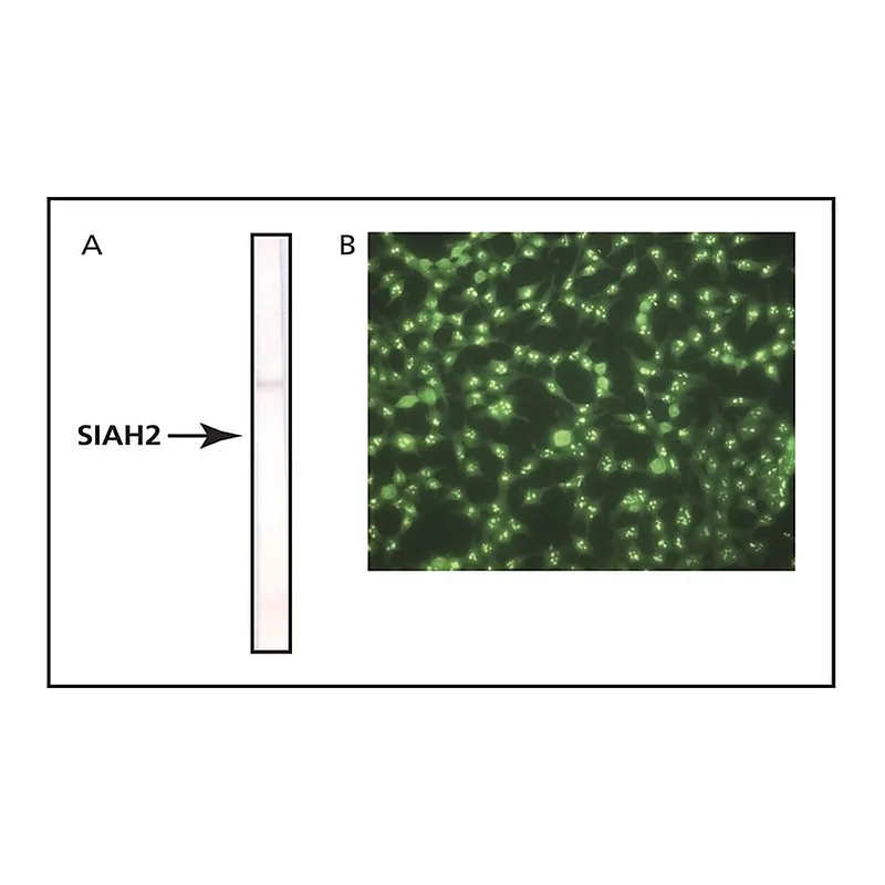 Merck Monoclonal Anti-Siah2 antibody produced in mouse