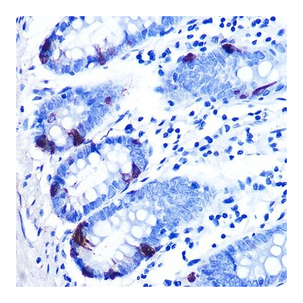 Merck Anti-Zinc-alpha2-glycoprotein (ZAG/AZGP1) antibody produced in rabbit