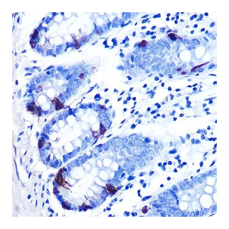 Merck Anti-Zinc-alpha2-glycoprotein (ZAG/AZGP1) antibody produced in rabbit