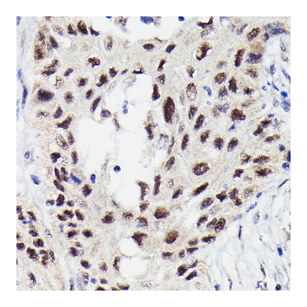 Merck Anti-Phospho-STAT3-S727 antibody produced in rabbit