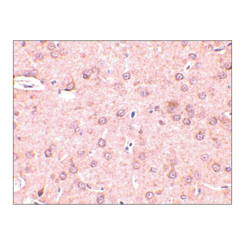 Merck Anti-Beclin-1 antibody produced in rabbit