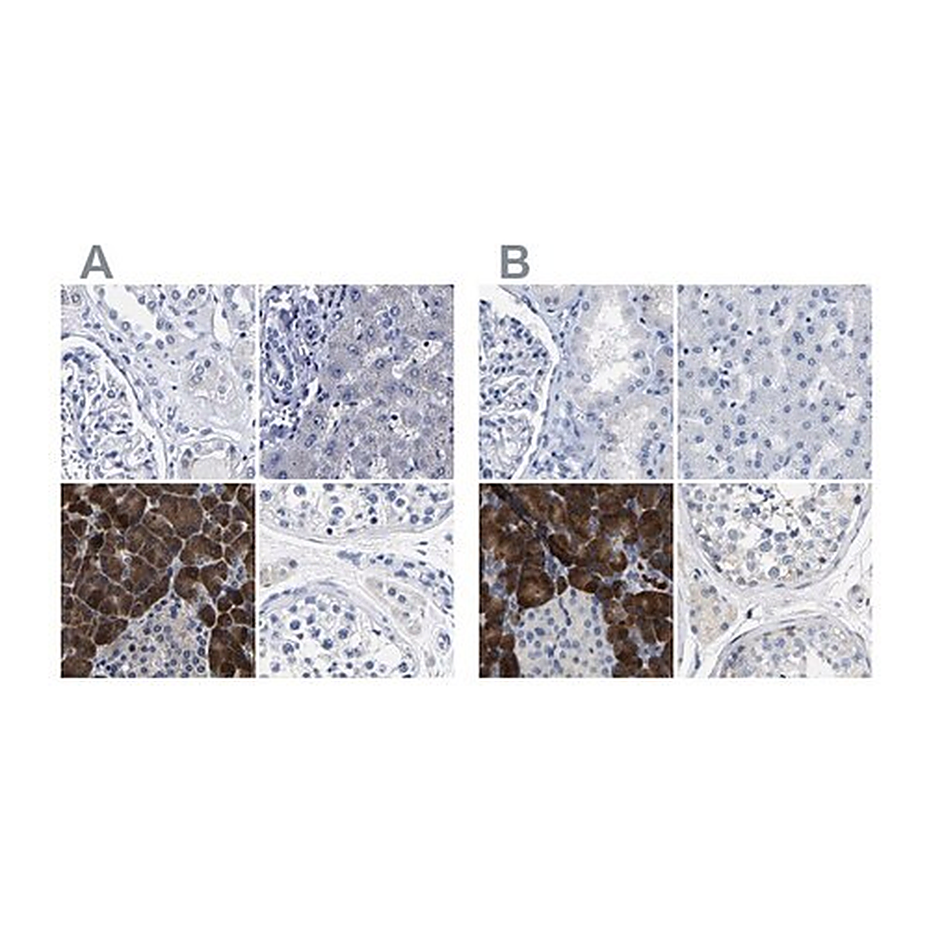 Merck Anti-CPA2 antibody produced in rabbit