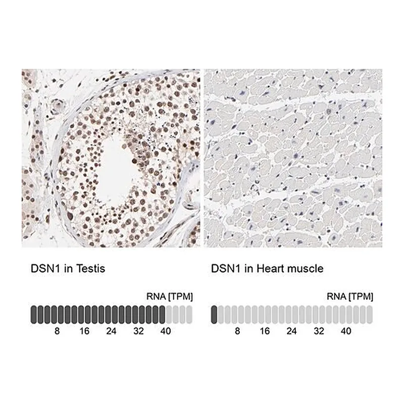 Merck Anti-DSN1 antibody produced in rabbit