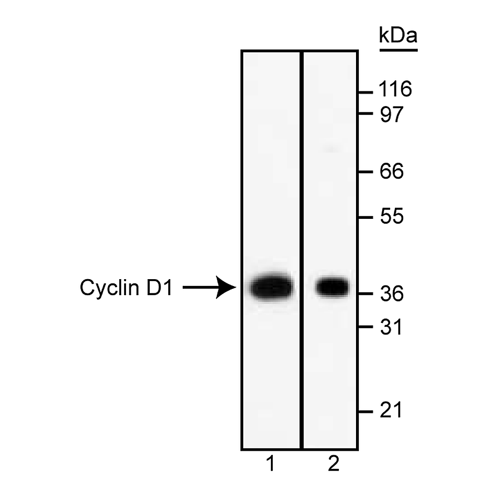 BD Purified Mouse Anti-Human Cyclin D1