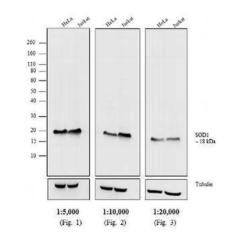 Thermo Fisher Scientific Goat anti-Mouse IgG, IgM (H+L) Secondary Antibody, HRP