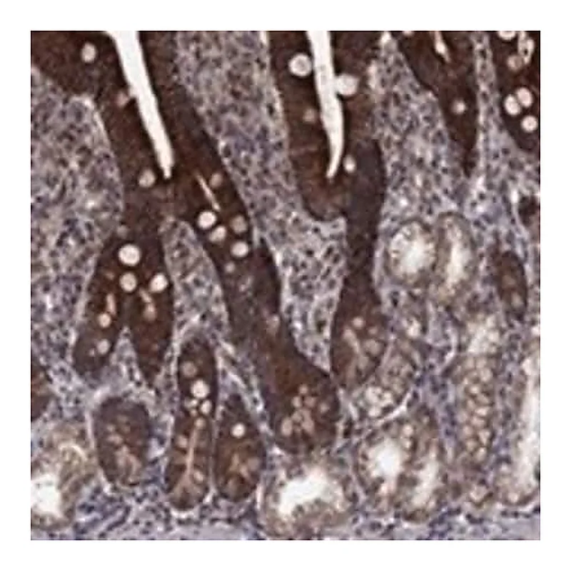 Merck Anti-DHRS1 antibody produced in rabbit