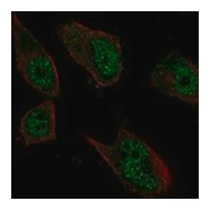 Merck Anti-NUF2 antibody produced in rabbit