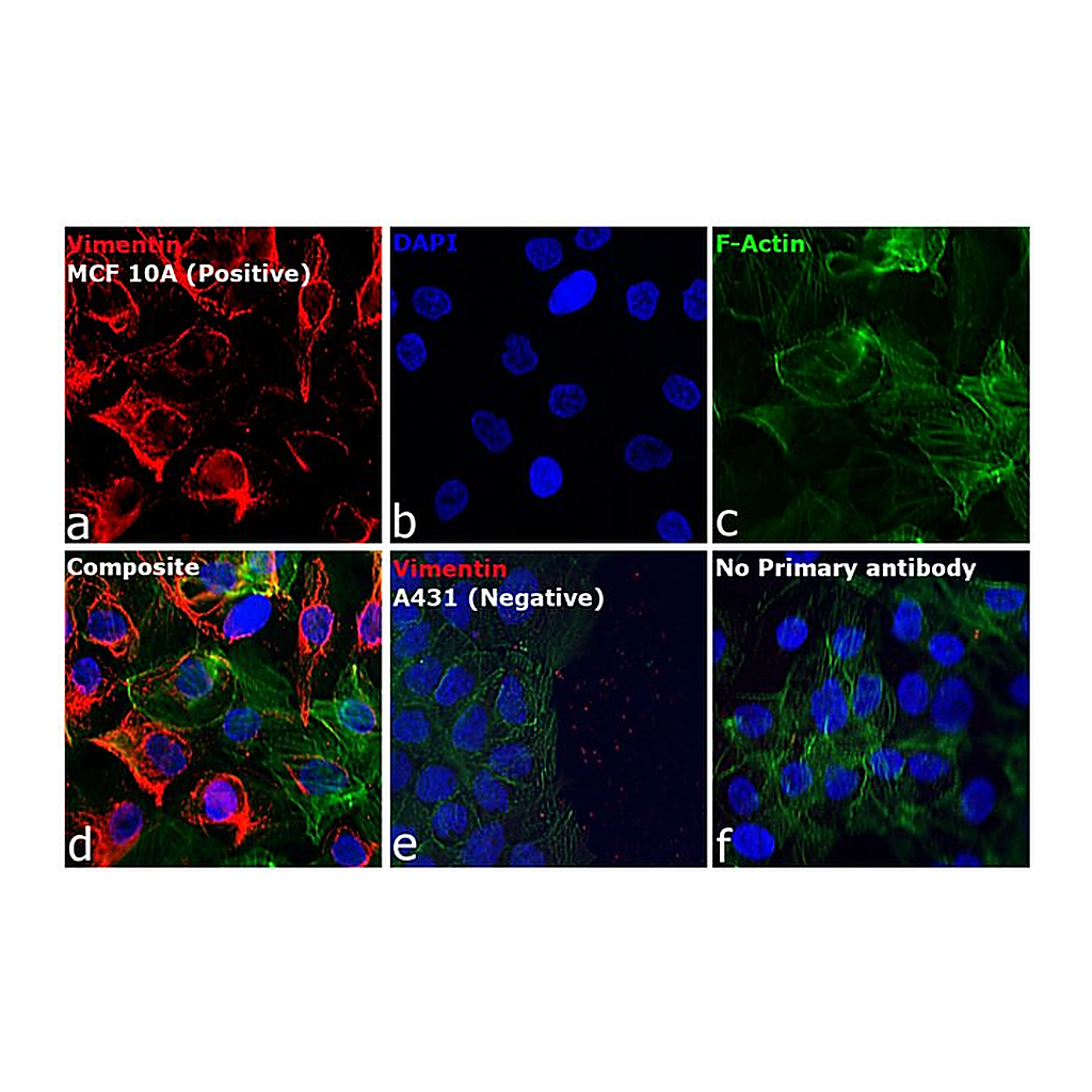 Thermo Fisher Scientific Goat anti-Mouse IgM (Heavy chain) Cross-Adsorbed Secondary Antibody, Alexa Fluor 555