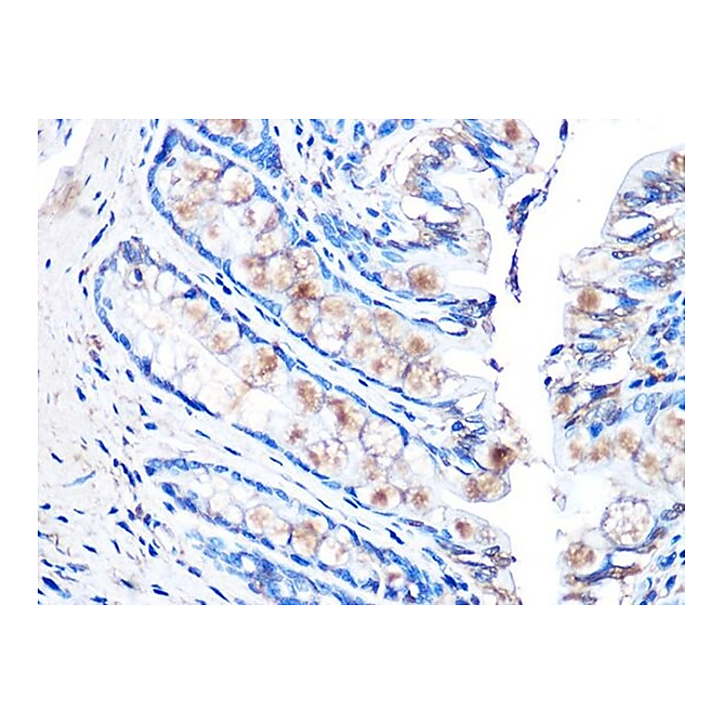 Merck Anti-MUC2 antibody produced in rabbit