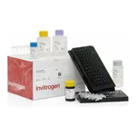 Thermo Fisher Scientific Eotaxin-2 (CCL24) Mouse ProcartaPlex Simplex Kit